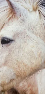 Close-up of an elegant horse in soft natural light, side profile.