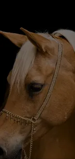 Elegant golden horse with gold bridle on black background.