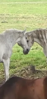 Two elegant horses nuzzling in a lush green pasture.