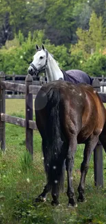 Two horses in a green pasture with wooden fences, offering a serene nature scene.