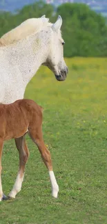 White horse and foal in a green field.