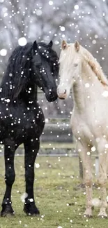 Black and white horses standing together in a pasture.