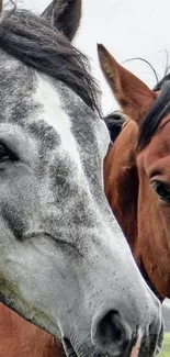 Close-up portrait of two elegant horses in a natural setting wallpaper.