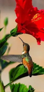 Hummingbird flying near a red flower.