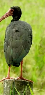 Elegant ibis perched on a post with green background.