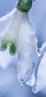 Close-up of an icy flower with dew drops on petals.