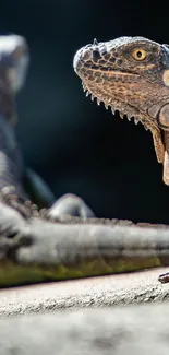 Iguana resting on a sunlit rock with detailed scales and earthy tones.