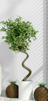 Elegant twisted trunk indoor plant wallpaper.