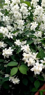 Mobile wallpaper featuring white jasmine flowers and green leaves.