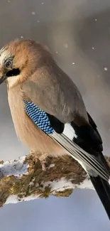 Elegant Jay bird perched on a snowy branch.