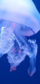 A beautiful jellyfish floating gracefully in a deep blue ocean.