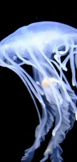 Elegant jellyfish glowing in the dark ocean backdrop for mobile wallpaper.