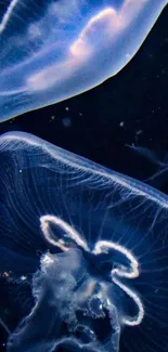 Glowing jellyfish swimming in dark blue ocean wallpaper.