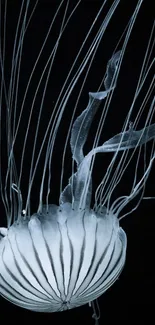 Black and white wallpaper featuring an elegant jellyfish with long tentacles.