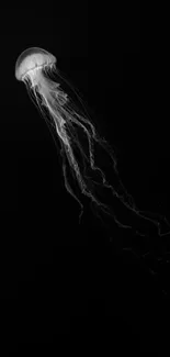 Jellyfish in black and white silhouette on dark background.