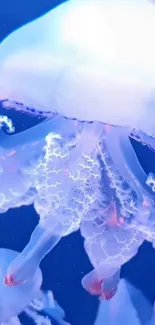 Elegant jellyfish with glowing tentacles in deep blue water