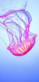 Elegant pink jellyfish swimming in light blue water.