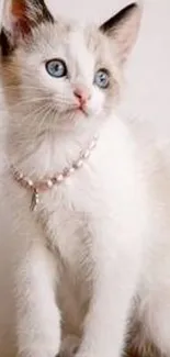 Fluffy white kitten with blue eyes and a small necklace, perfect for wallpaper.