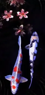 Elegant koi fish swimming with cherry blossoms on a dark background.