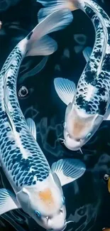 Two koi fish swimming in dark blue water surrounded by lily pads.