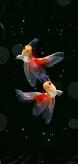 Two elegant koi fish on a black background with vibrant colors.