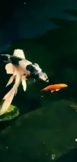 Koi fish swimming in a green pond with lily pads.