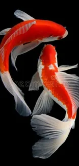 Vibrant koi fish against a black background, ideal for phone wallpaper.