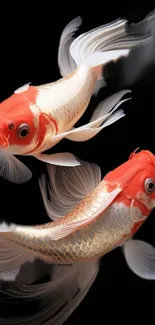 Elegant koi fish on black background wallpaper.