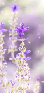 Elegant mobile wallpaper with lavender blossoms.