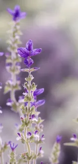 Lavender blossoms with soft focus background.