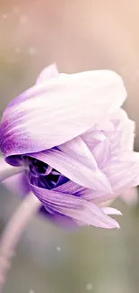 Elegant pastel lavender flower bloom wallpaper.