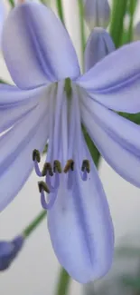 Lavender flower close-up with delicate petals.