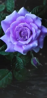 Lavender rose with dew, perfect for elegant mobile wallpaper.