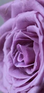 A close-up of a lavender rose with detailed petals and a soft background.