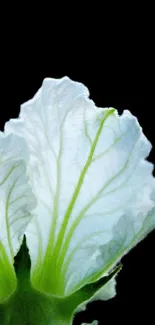 Close-up of a white leaf on a black background, showcasing delicate details.