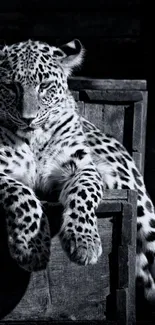 Black and white wallpaper of a lounging leopard.