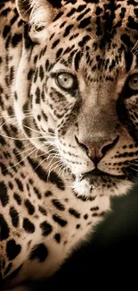 Close-up of a leopard on a sepia-toned wallpaper.