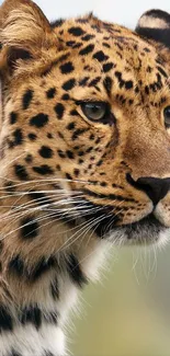 Close-up of a majestic leopard with a soft background.