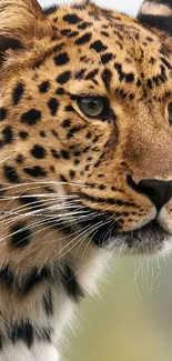 Close-up of a leopard with golden fur and black spots.