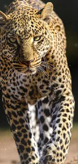 Close-up of a leopard walking forward, showing detail and elegance.