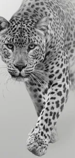 Black and white leopard mobile wallpaper with elegant design.