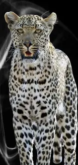 Striking leopard on a black background wallpaper.