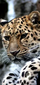 Majestic leopard close-up with striking spots.