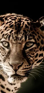 Close-up of a leopard in a dramatic dark background, perfect for phone wallpaper.