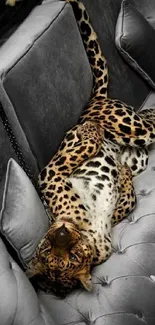 Leopard relaxing on a luxurious gray sofa with cushions.