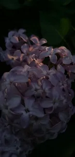 Lilac flowers softly lit in the night.