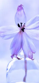 Lilac flower in vase with a soft, pastel background.