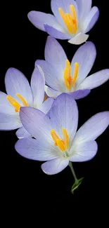 Elegant lilac flowers on a black background wallpaper.