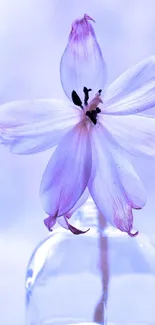 Lilac flower in a vase on a light background.