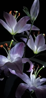 Elegant mobile wallpaper with lilies on black background.